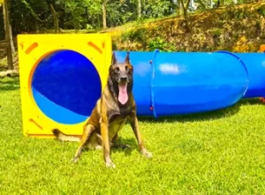 Pet Park para condomínio
